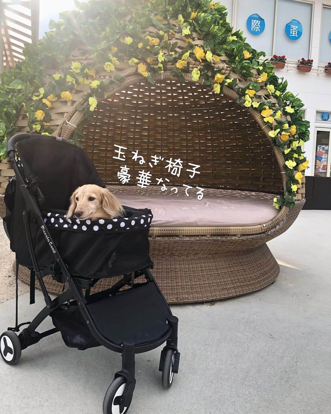 チズのグルメインスタ