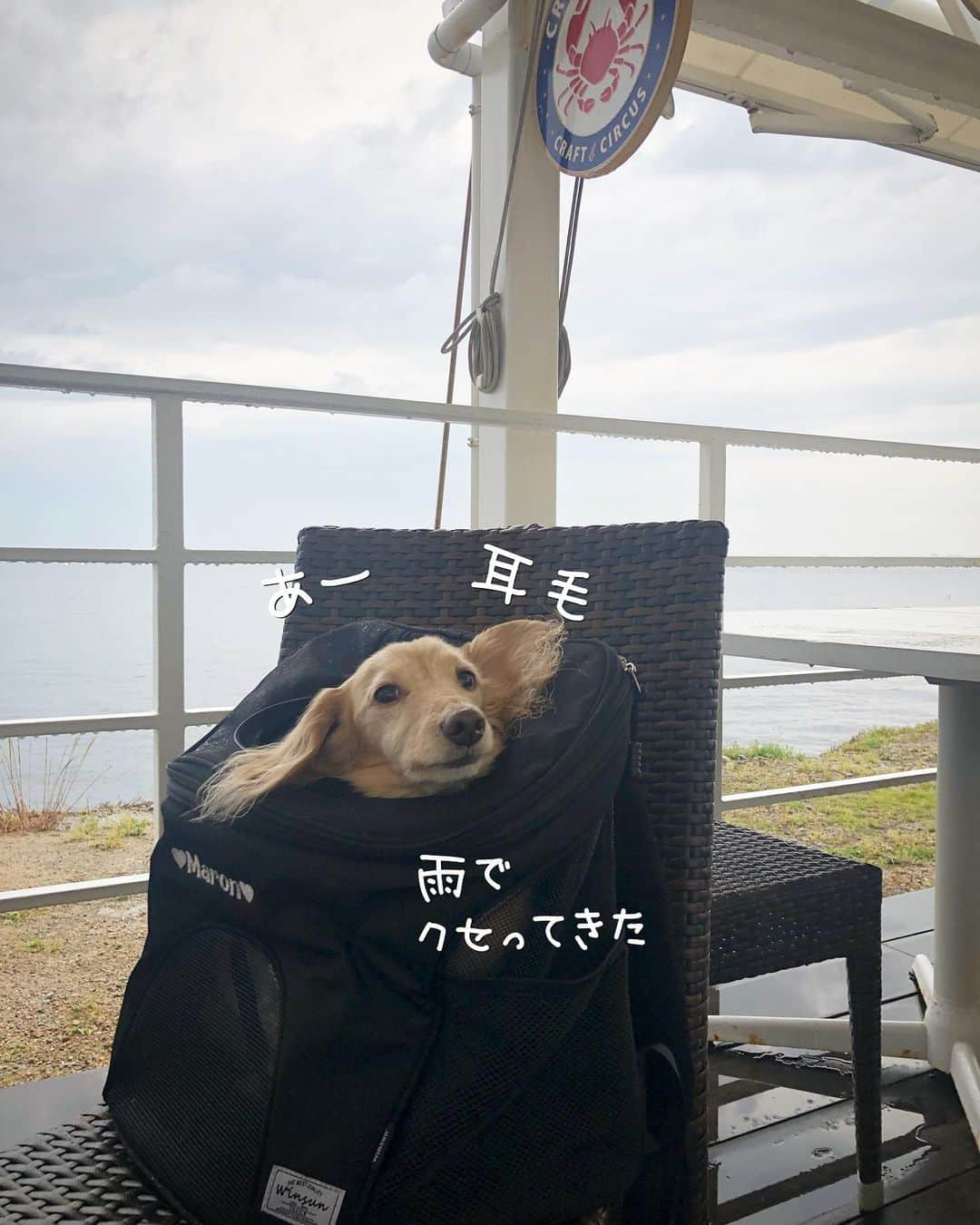 チズさんのインスタグラム写真 - (チズInstagram)「カフェ🎪入ったら いきなりの豪雨☂️ でもでもぉ〜 初ちゅーるにご満悦🐕💕👌 頂いたリュック🎒も大活躍♡  #淡路島 #クラフトサーカス 🎪  #タダスポ 💰 #犬とお出かけ #いなばのちゅーる 🐾 #土砂降り 半端ない😂💦 #winsun #ウインサン #リュックタイプペットキャリー #ペットキャリー #ペットキャリーリュック #ペットキャリーバッグ #犬用キャリーバッグ #名前入り #Mダックス#ダックス#ミニチュアダックス #親父犬#シニア犬#ミニチュアダックスフンド #ミニチュアダックスクリーム#短足部 #短足犬#カニンヘンダックス #ダックス13歳#カニンヘンダックスフンド#犬は家族#犬のいる生活#インスタでわんこみるのが日課 ♡♡」6月13日 21時36分 - sqi.chizu