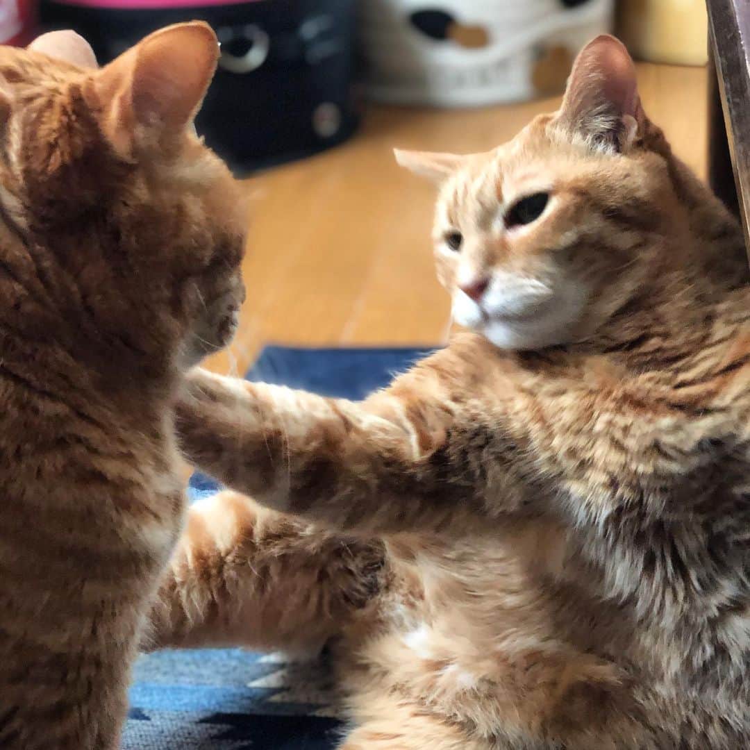 mayumiさんのインスタグラム写真 - (mayumiInstagram)「20190613 ✩ 突然、攻撃するテリー と、反撃しないドリー ． キキちゃん @isaisa613  7歳のお誕生日おめでとう🎉 #キキちゃんhappy7thbirthday2019 ． ． #シブにゃん隊over10#無敵の親バカ同盟 #IGersJP#ふわもこ部 #テリドリ2019 ． #リラックスmiawmiaw2019夏#pecoねこ王子  #pecoマガジン表紙デビュー#ビューティプロコンテスト @beautypro_contest #まだまだ元気  @animalabo_official ． #cat#猫#ねこ#ネコ#茶トラ#gingercat#catstagram#instacat#weeklyfluff #Excellent_cats#cat_features#catofinstagram ． #サンデイ#ペコねこ部#朝ワンコ夕ニャンコ#sippo#今日のうちの子🐶🐱#ねこにすと#nyancon01」6月13日 21時40分 - imuyamotas