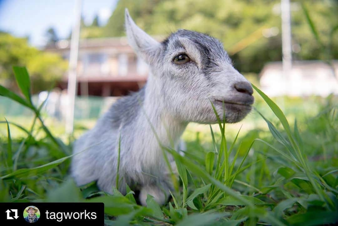 Gero City【下呂市公式アカウント】さんのインスタグラム写真 - (Gero City【下呂市公式アカウント】Instagram)「#Repost @tagworks with @get_repost ・・・ 【懐かしさ】 1年前の子ヤギ、のな。 人の成長の4倍の速さ。 今はいかに。  最近ゆっくり下呂に行けてないなぁ〜。 7月7日に下呂市の門和佐にある白雲座で文化芸能交流会が開催されます。  プロアマ問わず4人のカメラマンがカミハラを撮影した、一畳分の大きさの作品を今年も展示します。  で、その素材を探している時に見つけた1枚。  場所:のなか庵  #カメラマン #撮影 #のな #のなか庵 #ヤギ #去年 #写真部 #素材探し #下呂市 #中原 #下呂アンバサダー #nikon #d810 #japan #detox  #gerostagram」6月13日 21時41分 - gerostagram