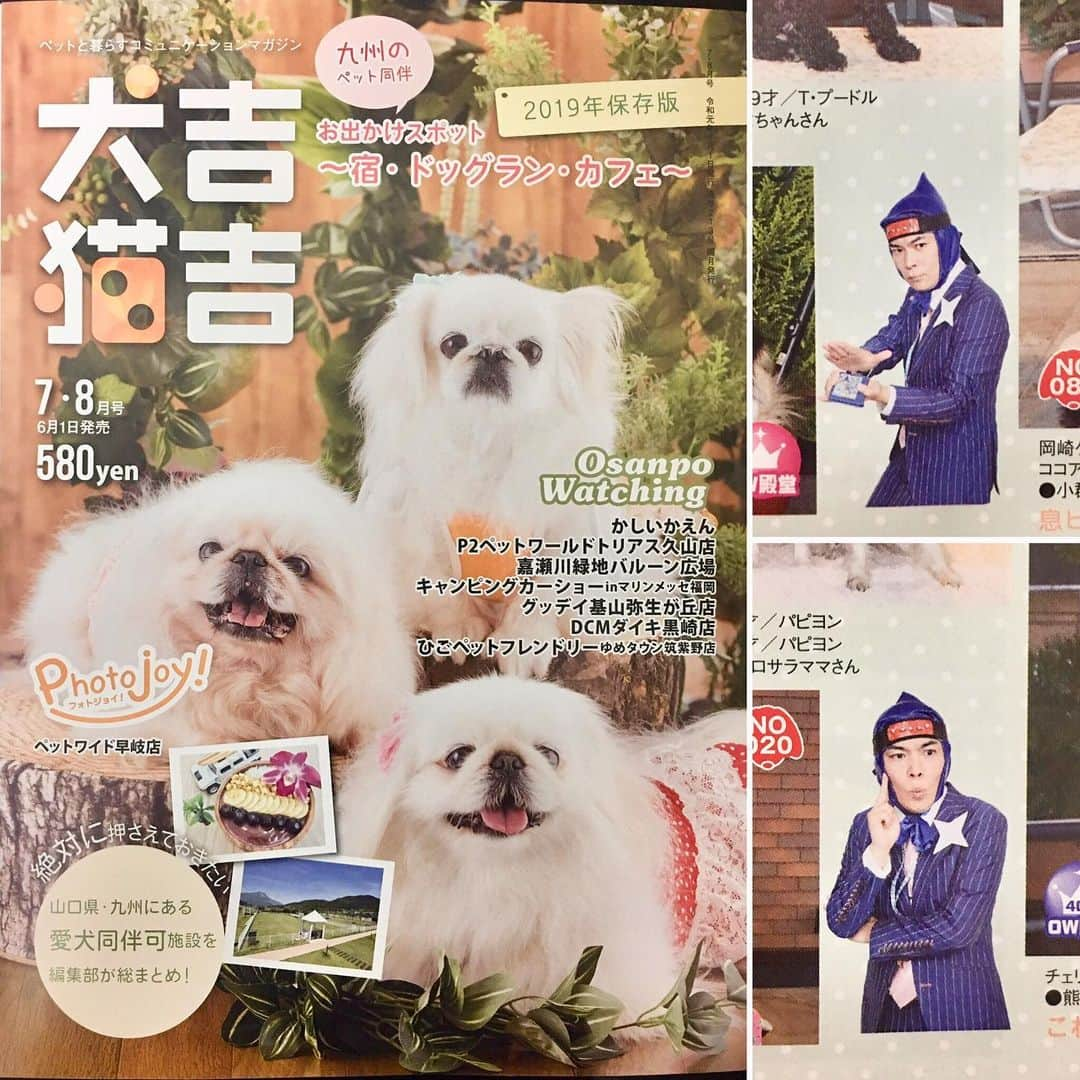 サラ忍マンさんのインスタグラム写真 - (サラ忍マンInstagram)「【犬吉猫吉×サラ忍マン】  九州のペット情報誌 ｢犬吉猫吉｣7・8月号が発売！  拙者もペットと一緒に掲載されるの術でござる～  是非お近くのコンビニで見つけて下さい！ (ᵔᴥᵔ)にんにん♪ - -✴︎ -=✴︎ -=≡✴︎\(-_- )ﾋﾟｼｯ! #犬吉猫吉 #ペット #pet #情報誌 #magazine #公認 #キャラクター #dog #cat #忍者 #サラ忍マン #日本 #東京 #九州 #福岡 #本 #フォロー #フォローミー #ninja #japan #tokyo #fukuoka #dogs #cats #いぬ #犬 #ねこ #猫」6月13日 21時41分 - salaninman