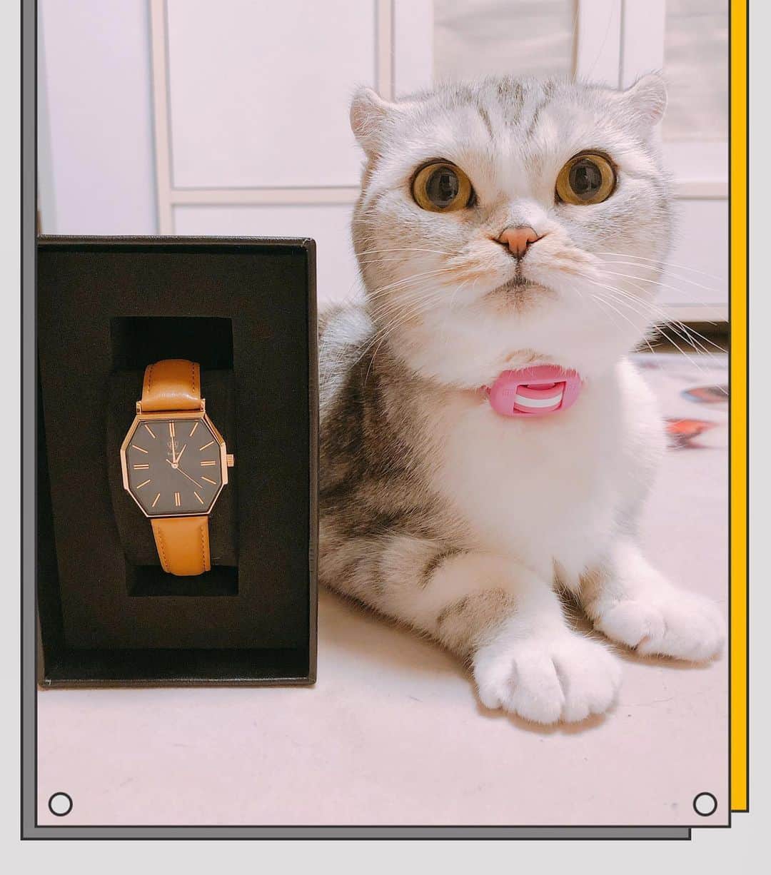 HANAさんのインスタグラム写真 - (HANAInstagram)「@balberjapan  様からお提供頂いた時計です⌚️ 「Balber（バーベル）ウォッチ」は、ピカソ生誕の地 スペイン発祥の腕時計ブランドです☆ 今回は最新のトレンドで新鮮なスマートかつエレガントなデザインでした  クーポンあります： 【hana__kitty】で10%off🉐️ #バーベル#時計#腕時計#balber#balberjapan」6月13日 22時01分 - hana__kitty