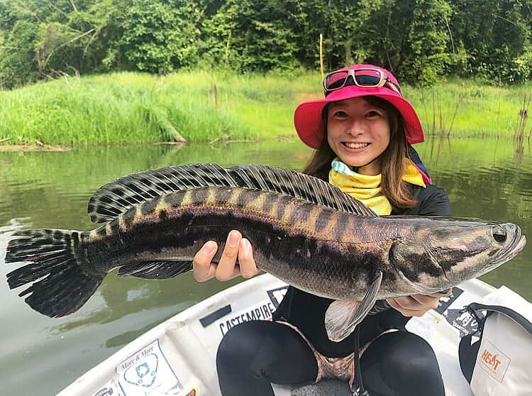 高本采実さんのインスタグラム写真 - (高本采実Instagram)「🎣 釣行２日目の12時ごろ。 チェイスしてきたトーマン狙い、 やっとの思いで ファーストトーマンげっと😭💖 . . . . #マレーシア  #Malaysia #beris #berislake #berislakefishingadventures  #giantsnakehead #snakehead #toman #ジャイアントスネークヘッド #スネークヘッド #トーマン #怪魚 #雷魚 #怪魚ハンター #ボートフィッシング #boatfishing #海外釣行 #釣り #釣りフォト  #釣り好き #釣りガール #fishing #fishinggirl #高本采実 #あやみん #ayamistagram」6月13日 22時01分 - ayami__summer