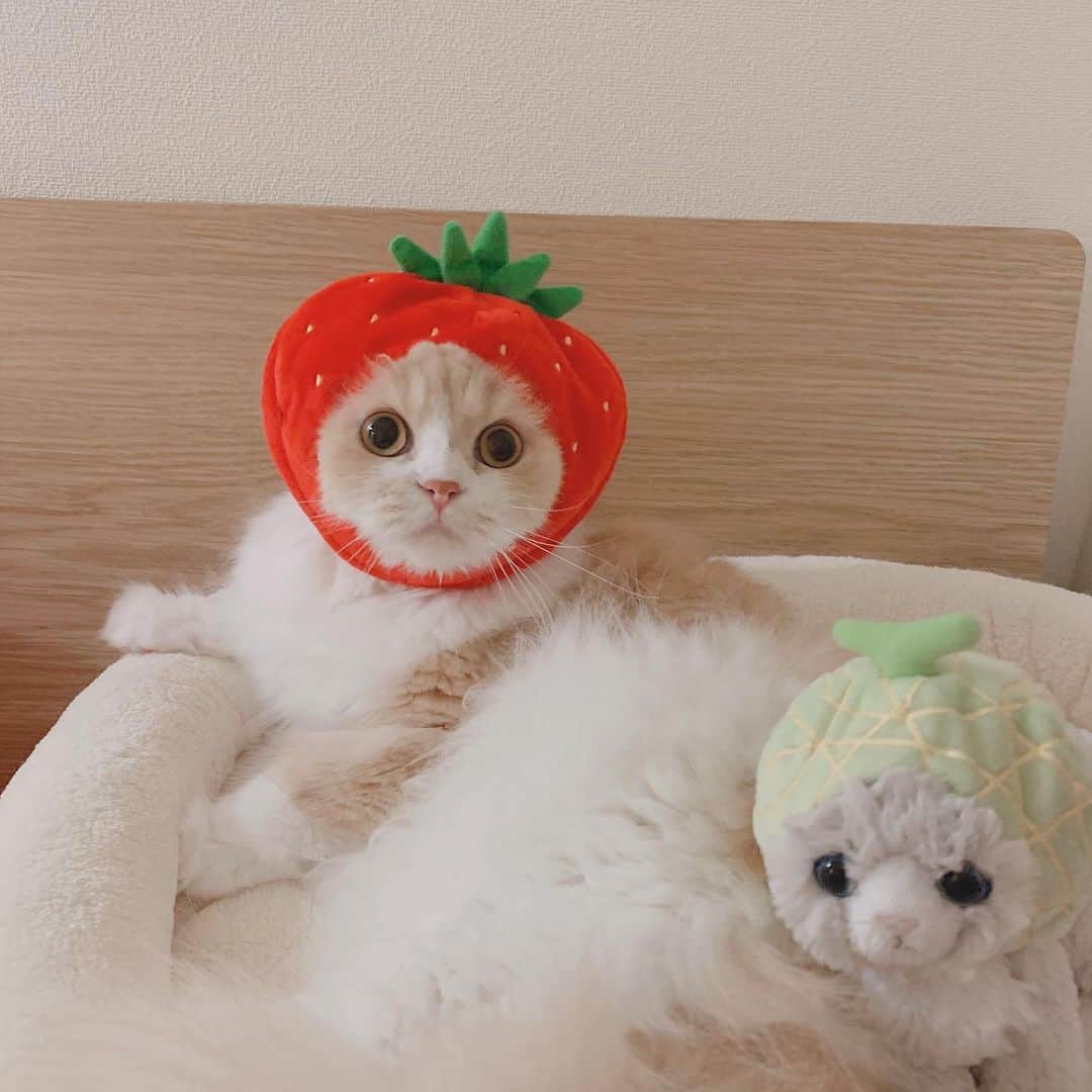 のんたのインスタグラム：「我が家のいちごガール🍓 strawberry Boh #🍓 ・ #scottishfold #catstagram_japan #catsofinstagram #cats_of_instagram #catoftheday #purr #ilovemycat #bestmeow #catlover #cutecat #kittensofinstagram #cute #スコティッシュフォールド折れ耳」