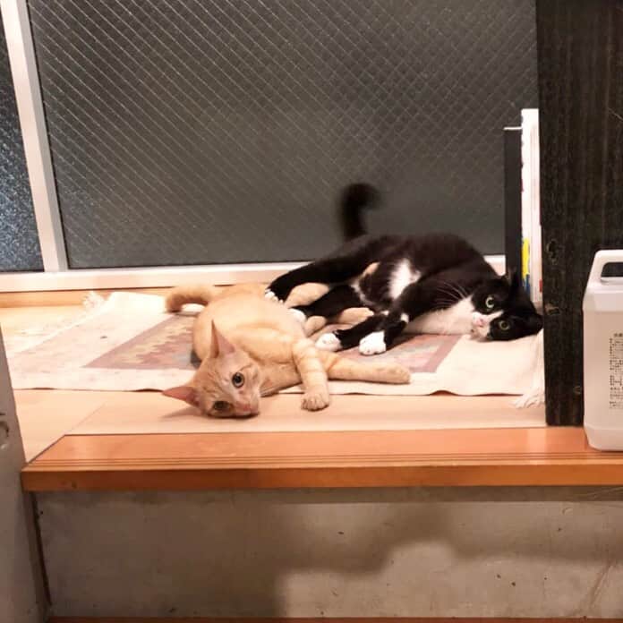 小林希ネコのインスタグラム：「ふぃりこふ。﻿ ﻿ 舐めあい﻿ ↓﻿ 絡みあい﻿ ↓﻿ 噛みあい﻿ ↓﻿ パンチ﻿ ↓﻿ 私が動く﻿ ↓﻿ ぴたりと止まる﻿ ﻿ これの繰り返し﻿ ﻿ #instacat #instacats #cat ﻿﻿﻿﻿﻿﻿﻿﻿﻿﻿﻿﻿ #gato#catagram#worldcatsjournal #cattravels #neko#nekostagram #nyan #猫#ネコ#ねこ#ねこ部 #ねこ旅#catlover#保護猫#茶トラ#御蔵島#里親﻿#森ネコ#こふで#フィリックス#ハチワレ」