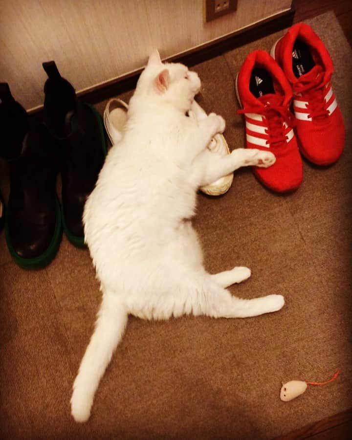 岡田屋鉄蔵のインスタグラム：「最近お気に入りのスニーカー。スリスリが止まらない。本体にもその愛を…」