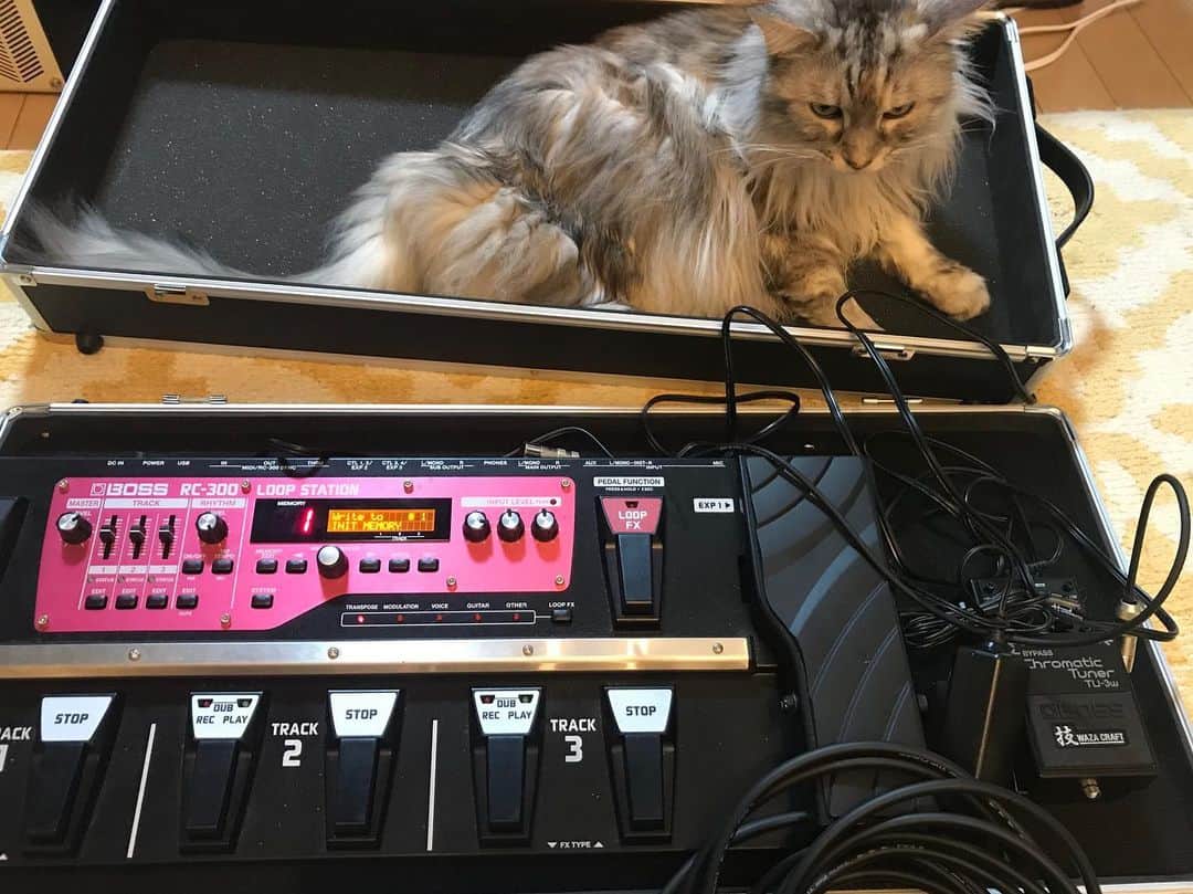 大山純のインスタグラム：「猫飼いギター弾きの憂鬱。 #ねこ #cat #メインクーン #今日のめいねこ」