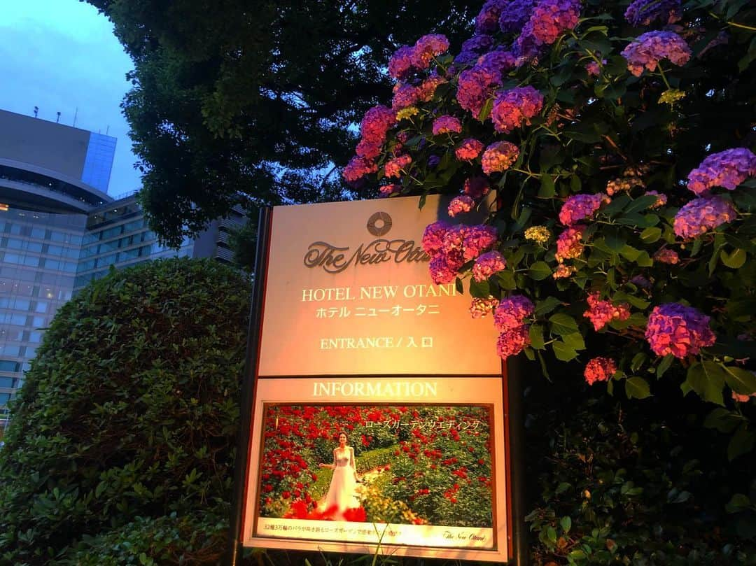 ホテル ニューオータニさんのインスタグラム写真 - (ホテル ニューオータニInstagram)「It is the best time for the Ajisai-Hydrangea viewing in Tokyo! 梅雨の晴れ間には、美しく咲き誇る紫陽花を眺めながらの散策もおすすめです。 #紫陽花 #満開 #見頃 #梅雨 #梅雨の晴れ間 #あじさい #散策 #赤坂 #梅雨の花 #ホテルニューオータニ #hydrangea #hydrangeas #fullbloom #blooming #rainyseason #strolling #tokyo #akasaka #thepreferredlife @hotelnewotanitokyo」6月13日 22時47分 - hotelnewotanitokyo