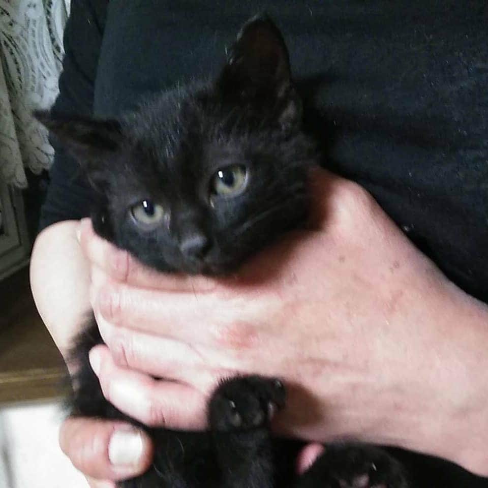 翠千賀さんのインスタグラム写真 - (翠千賀Instagram)「もう一匹の保護猫、仮名黒ちゃん❤幸せになってね❤人間の愛情が素晴らしい事を知って欲しいなー。#保護猫　#幸せになってね　#人間の愛情　#里親さんからの写真」6月13日 22時58分 - chika.midori