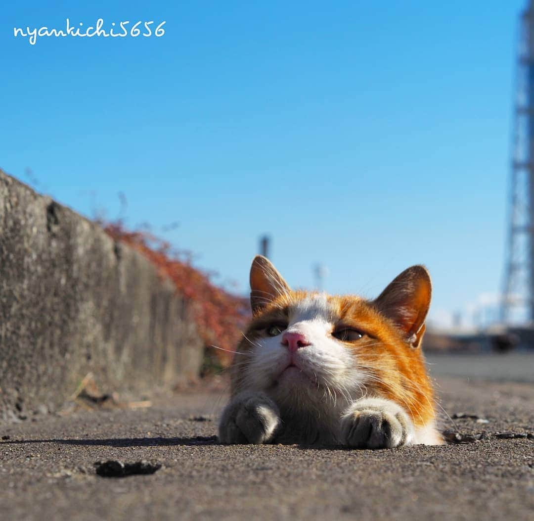 路地裏のにゃん吉さんのインスタグラム写真 - (路地裏のにゃん吉Instagram)「Chibi Hanakuro Missing  実はチビとハナクロは数ヶ月姿を見せません。  何度も捜しましたが行方知れずです。 皆さんに愛してもらってる故、伝えることが出来ず今に至ってます。  ひょっこり戻ってくる奇跡を信じてこれからも探していこうと思ってます。 写真は過去画です。  #生き抜け野良猫 チビ ハナクロ #แมว #igersjp#ねこ#猫#ig_japan#ねこ部#ふわもこ部#野良猫#にゃんすたぐらむ#みんねこ #cats#ファインダー越しの私の世界 #catsofinstagram#catstocker#instagramjapan##catloversclub#ペコねこ部#ピクネコ #東京カメラ部#icu_japan#team_jp_西 #고양이#nekoclub #catstagram#japan_photo_now #bestcatclub #loves_nippon#balousfriends#ファインダーは私のキャンパス」6月13日 23時15分 - nyankichi5656