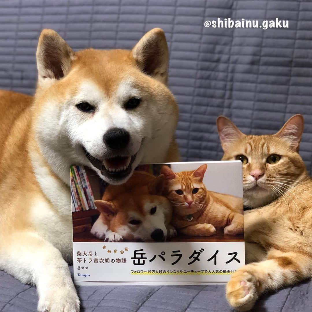 Kazumi-Gakumamaさんのインスタグラム写真 - (Kazumi-GakumamaInstagram)「岳と寅次朗の初の写真集「岳パラダイス “柴犬岳と茶トラ寅次朗の物語” 」が一足先に到着しました🐕🐈📖 *  とってもステキな写真集に仕上がっています😌 *  明後日、‪2019年6月15日‬発売で~す😍 *  Amazonでも予約販売中です💕 *  どうぞ宜しくお願い致します🤲 🐾----*----*----*----🐾 We are publishing the first photo book of Gaku & Torajiro on June 15th🐕🐈📖 You can purchase it on amazon.co.jp.  Hope you will enjoy it! 🐾----*----*----*----🐾 #柴犬 #岳 #柴犬岳 #柴犬ガク#gaku #shibainugaku #shiba #shibainu #shibastagram #いぬすたぐらむ #リンリン #キジトラ #browntabby #ジャパニーズボブテイル #寅次朗 #茶トラ #まるどら #gingercat #にゃんすたぐらむ #ねこすたぐらむ  #pecoいぬ部 #pecoねこ部 #pecotv #ふわもこ部 #ワンフルエンサー #ニャンフルエンサー #岳パラダイス #20190613」6月13日 23時17分 - shibainu.gaku