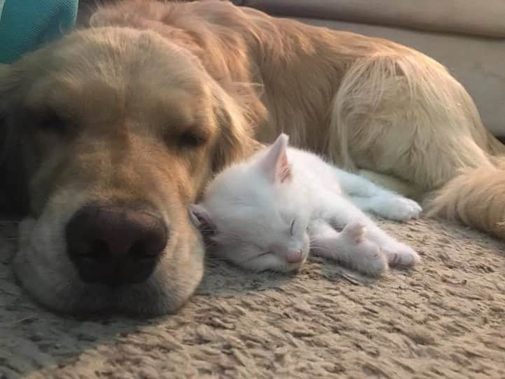 モヒートさんのインスタグラム写真 - (モヒートInstagram)「#tbt baby brother nap time 🐾😴 ------------------------------- #goldensofig #goldenretriever  #goldenretrieversofinstagram #betterwithpets #dogsofig  #dogsofinstagram #fluffypack #gloriousgoldens #welovegoldens #ilovemydog #goldenlife #bestwoof #ProPlanDog #ilovegolden_retrievers #mydogiscutest #retrieversgram #dogsofcle  #kitten #polydactylcat #bestfriends」6月13日 23時18分 - mojito_rose_family