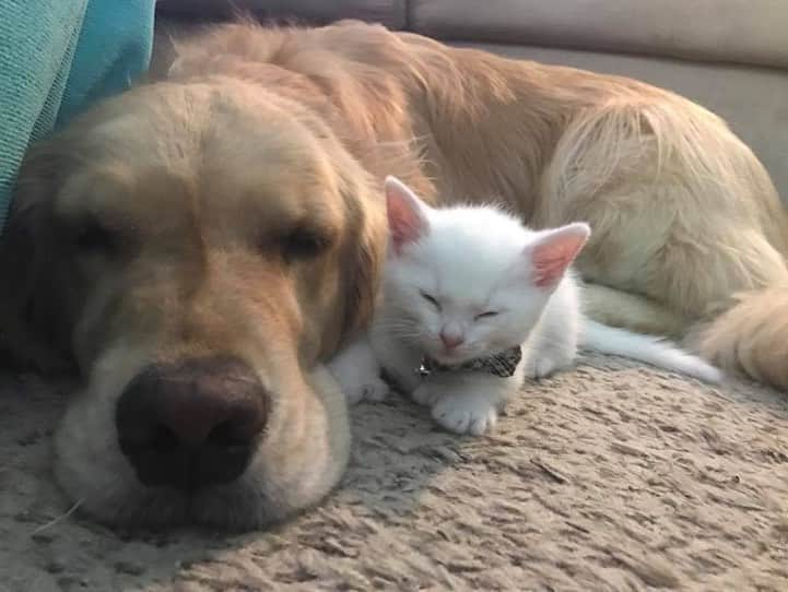 モヒートさんのインスタグラム写真 - (モヒートInstagram)「#tbt baby brother nap time 🐾😴 ------------------------------- #goldensofig #goldenretriever  #goldenretrieversofinstagram #betterwithpets #dogsofig  #dogsofinstagram #fluffypack #gloriousgoldens #welovegoldens #ilovemydog #goldenlife #bestwoof #ProPlanDog #ilovegolden_retrievers #mydogiscutest #retrieversgram #dogsofcle  #kitten #polydactylcat #bestfriends」6月13日 23時18分 - mojito_rose_family