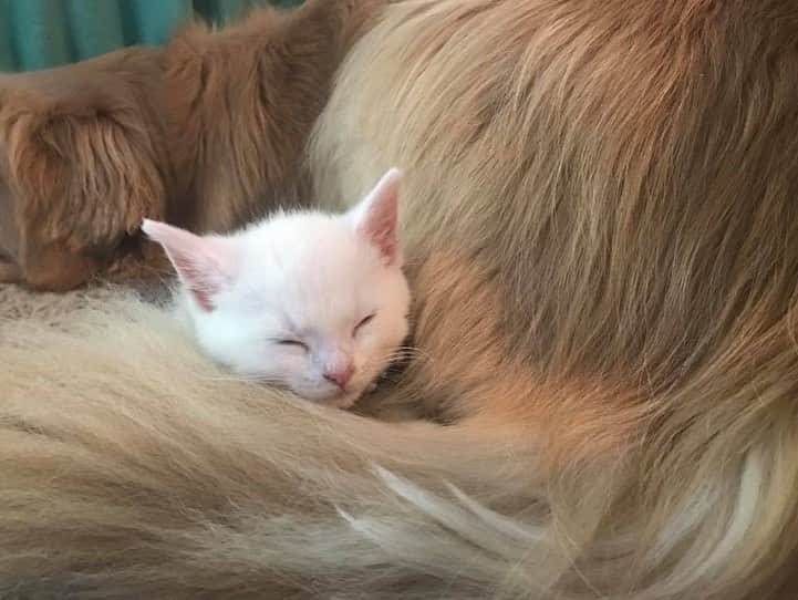 モヒートさんのインスタグラム写真 - (モヒートInstagram)「#tbt baby brother nap time 🐾😴 ------------------------------- #goldensofig #goldenretriever  #goldenretrieversofinstagram #betterwithpets #dogsofig  #dogsofinstagram #fluffypack #gloriousgoldens #welovegoldens #ilovemydog #goldenlife #bestwoof #ProPlanDog #ilovegolden_retrievers #mydogiscutest #retrieversgram #dogsofcle  #kitten #polydactylcat #bestfriends」6月13日 23時18分 - mojito_rose_family