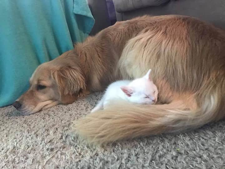 モヒートさんのインスタグラム写真 - (モヒートInstagram)「#tbt baby brother nap time 🐾😴 ------------------------------- #goldensofig #goldenretriever  #goldenretrieversofinstagram #betterwithpets #dogsofig  #dogsofinstagram #fluffypack #gloriousgoldens #welovegoldens #ilovemydog #goldenlife #bestwoof #ProPlanDog #ilovegolden_retrievers #mydogiscutest #retrieversgram #dogsofcle  #kitten #polydactylcat #bestfriends」6月13日 23時18分 - mojito_rose_family