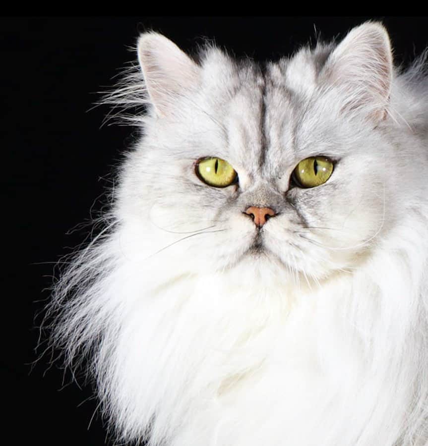 Milkshake the Catのインスタグラム：「Because you’re worth it.」