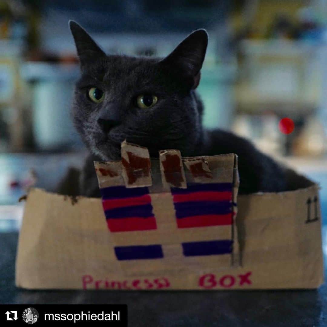 ジェイミー・カラムさんのインスタグラム写真 - (ジェイミー・カラムInstagram)「We lost our beloved cat Princess today. There is no way in five lifetimes I could write a tribute this beautiful. X #Repost @mssophiedahl ・・・ We picked her up from Battersea Dogs and Cats Home when Lyra was six months old. She was an elegant slip of a thing, with greengage eyes and a heart murmur. She was called Princess, which always felt a bit silly, and contradictory, but she was so tough she could wear it. A few days in, she got out of a window and climbed out on the roof. I went up after her, in my nightie in the rain. I remembering thinking, who are you, funny stranger, that I’m hanging off a roof for?  She loved our baby. She loved us. When she was young she would sleep on our necks; a great purring grey stole.  When I was pregnant with Margot she’d sleep on my belly, and follow me around like a lion. She fought with a fox, she attacked a dog. I nicknamed her The General. She regularly dumped dead shrews, voles and mice in our bed. Occasionally she draped them artfully over the baby’s high chair. She purred like a amorous boiler. She lived for cardboard boxes. She waited outside the front door when we went out, and weaved in and out of our legs, in the dark, a shadow of welcome, when we came home.  She loathed the dog with a passion when we adopted her. But baiting the dog became a daily sport. She’d hide behind bushes and spring out, claws bared. Block doorways and stairs as the dog politely edged past her. She adored drinking the dog’s water, all the while looking up at her, an unblinking miniature Don Corleone.  We knew that her mighty heart would one day give. And we dreaded it, and we whispered about it, and we remembered it, when she woke us up at 3am or pulled up the carpet.  Today she left our lives, as quickly and elegantly as she arrived, and we are heartbroken but so grateful to have loved and been loved by such a truly magnificent, brilliant, kind, fearless, fierce soul.  I dedicate this post to everyone who knows the pain of losing a beloved animal. Family.  Princess “The General” Cullum 2009 - 2019.」6月14日 8時56分 - jamiecullum