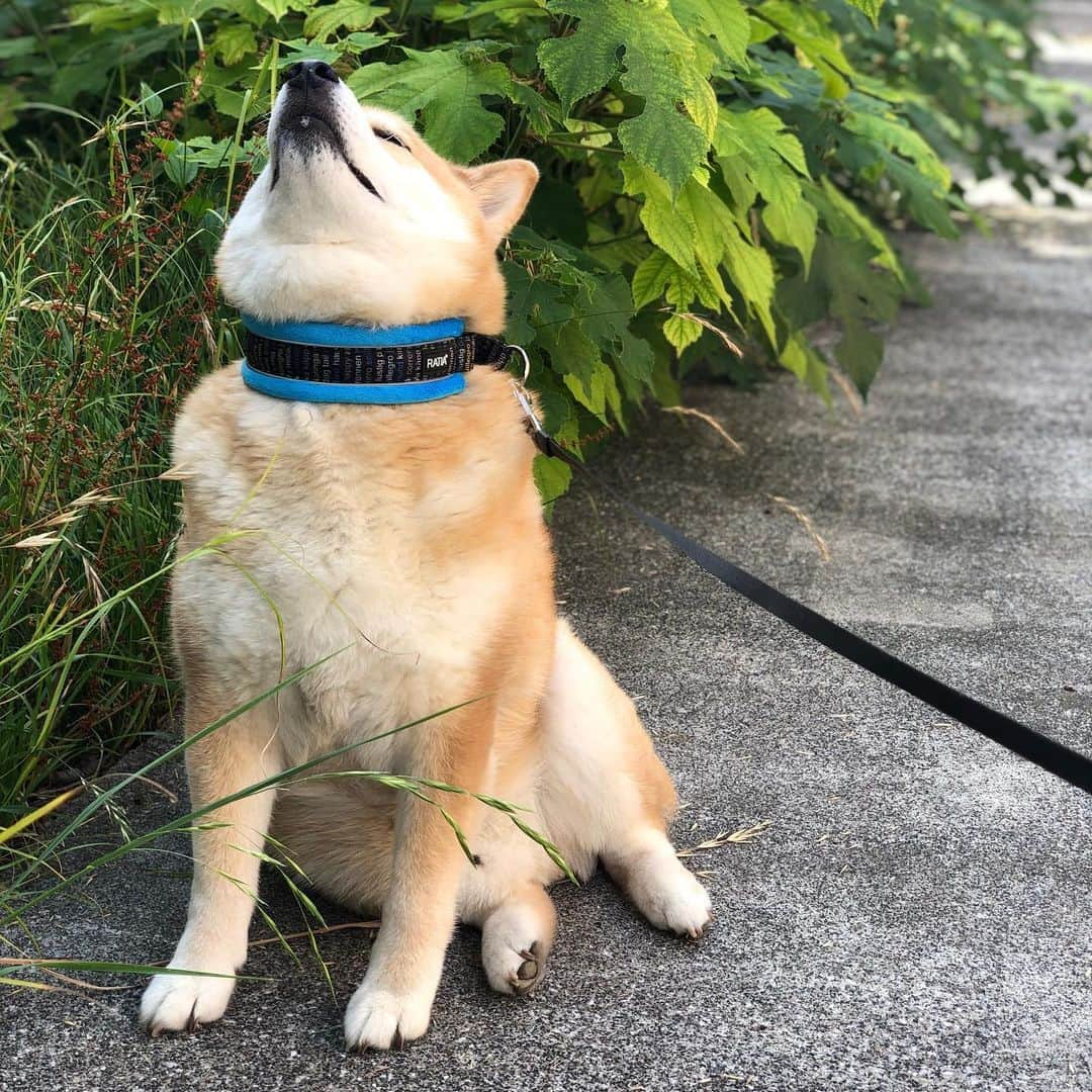 まる（まるたろう）さんのインスタグラム写真 - (まる（まるたろう）Instagram)「Good morning!!✨🐶☺️✨最近草木がボーボーになってきたよね #すくすく育ってる #お水いっぱい飲んだかな #まるもいっぱい食べて #大きくならないとね #香港加油」6月14日 9時00分 - marutaro