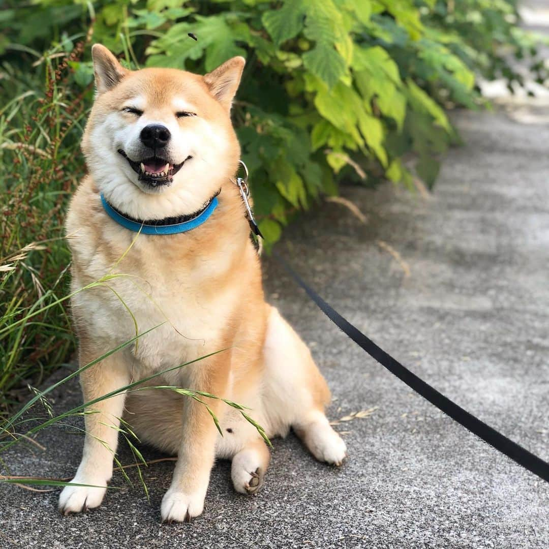 まる（まるたろう）さんのインスタグラム写真 - (まる（まるたろう）Instagram)「Good morning!!✨🐶☺️✨最近草木がボーボーになってきたよね #すくすく育ってる #お水いっぱい飲んだかな #まるもいっぱい食べて #大きくならないとね #香港加油」6月14日 9時00分 - marutaro