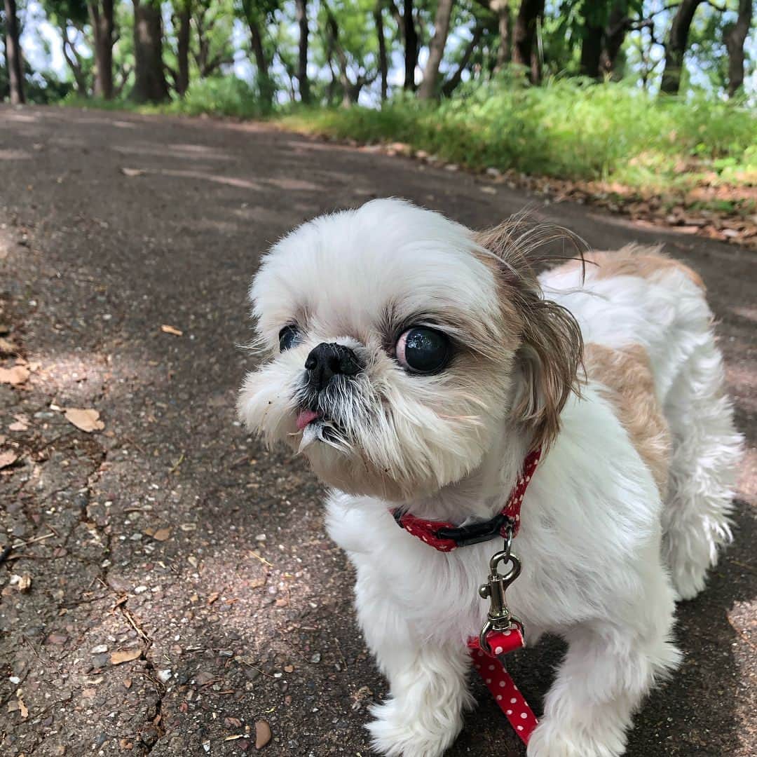 いりこのインスタグラム：「耳丸出し👂で散歩」