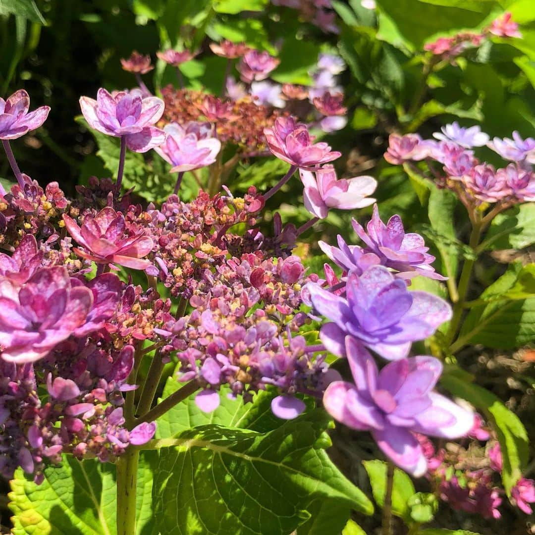 vo_coさんのインスタグラム写真 - (vo_coInstagram)「☀️ 公園の花の丘が整備されて、花の種類等がわかりやすくなってた QRコードも付いててめちゃ親切 ハイドランジアも名称詳しくわかる 1.桜坂（手毬咲、一重） 2-3.春よ恋（額ブチ咲、八重） 4.エンドレスサマー（手毬咲、一重） 品種の名前、誰が付けるのかな…センス… #紫陽花 #アジサイ #あじさい #ハイドランジア #Hydrangea #桜坂 #春よ恋 #エンドレスサマー」6月14日 9時38分 - vo_co