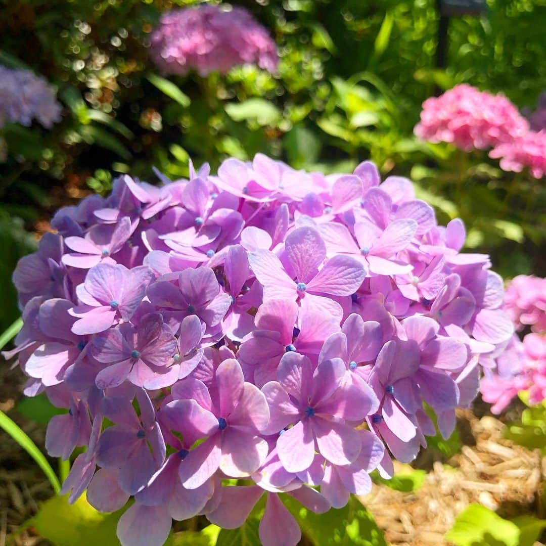 vo_coのインスタグラム：「☀️ 公園の花の丘が整備されて、花の種類等がわかりやすくなってた QRコードも付いててめちゃ親切 ハイドランジアも名称詳しくわかる 1.桜坂（手毬咲、一重） 2-3.春よ恋（額ブチ咲、八重） 4.エンドレスサマー（手毬咲、一重） 品種の名前、誰が付けるのかな…センス… #紫陽花 #アジサイ #あじさい #ハイドランジア #Hydrangea #桜坂 #春よ恋 #エンドレスサマー」
