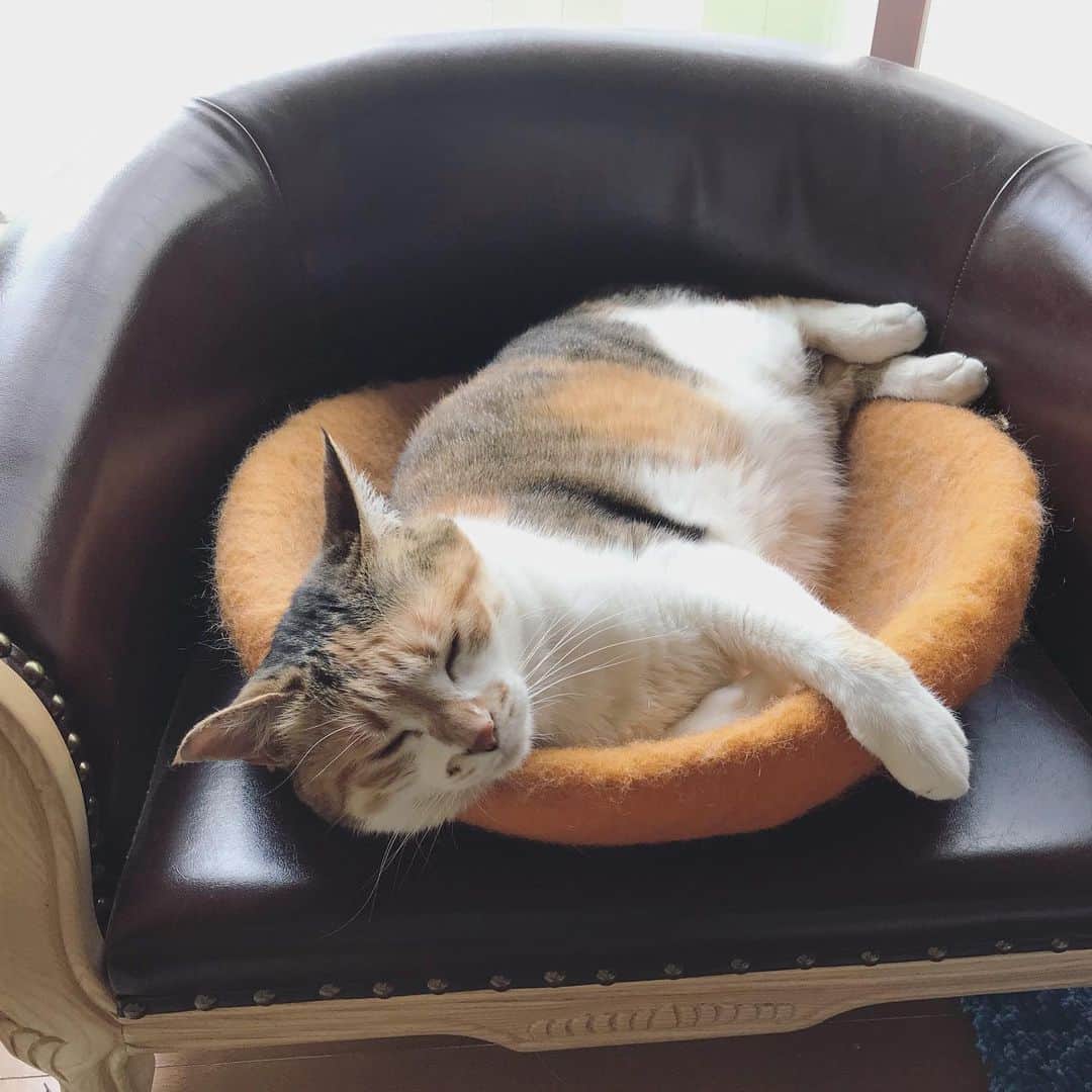 山田稔明さんのインスタグラム写真 - (山田稔明Instagram)「おはよ #ポチ実 #三毛猫」6月14日 9時41分 - toshiakiyamada