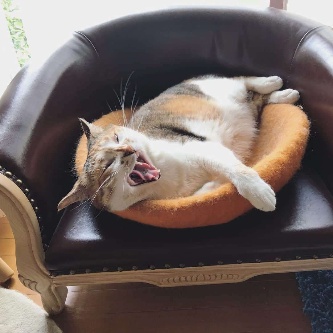 山田稔明さんのインスタグラム写真 - (山田稔明Instagram)「おはよ #ポチ実 #三毛猫」6月14日 9時41分 - toshiakiyamada