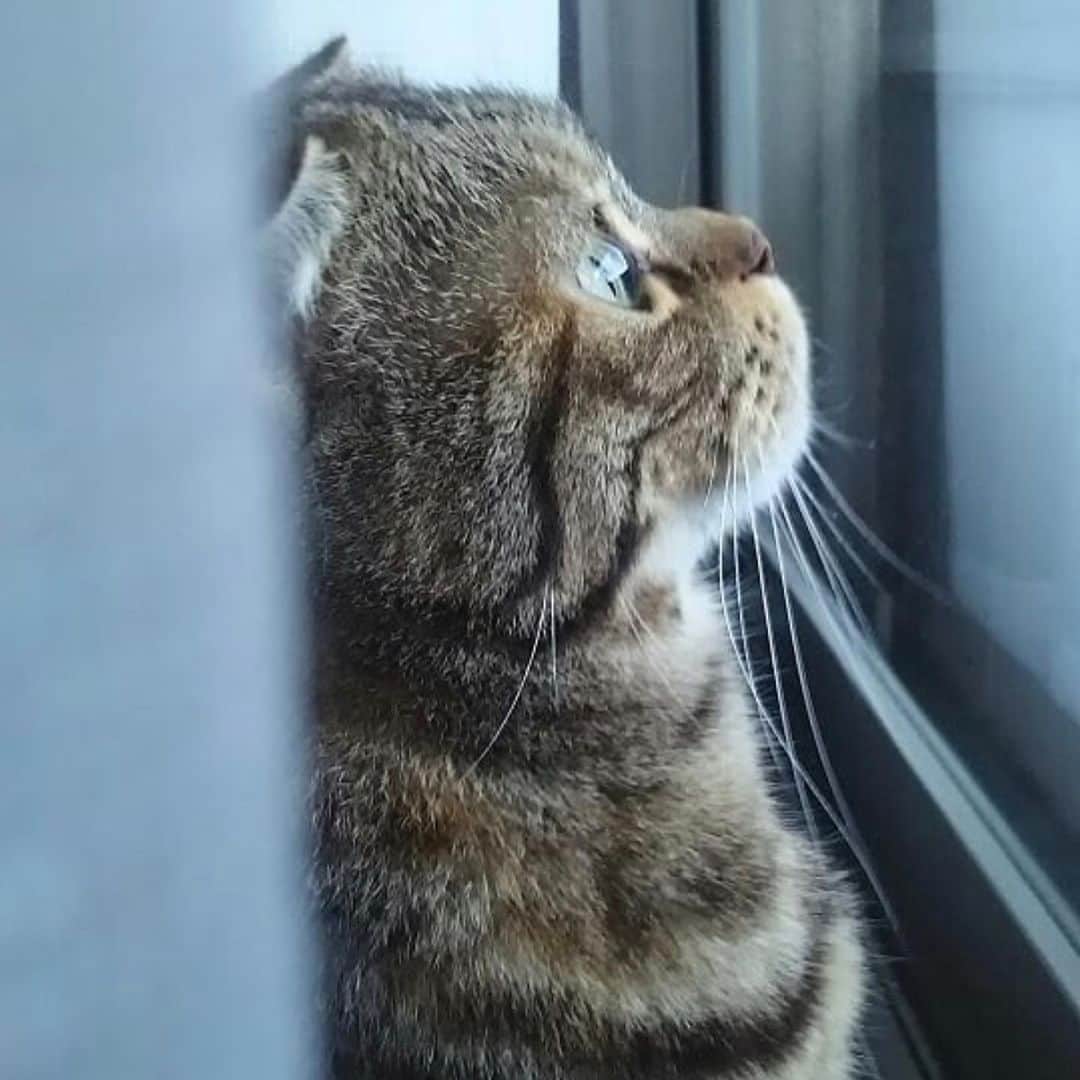 Petioのインスタグラム
