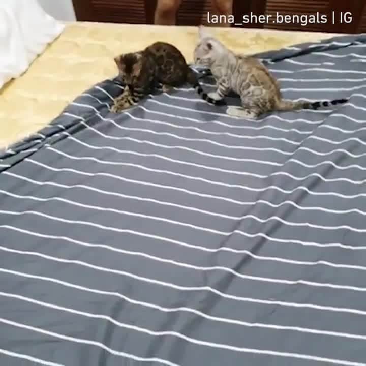 Aww Clubのインスタグラム