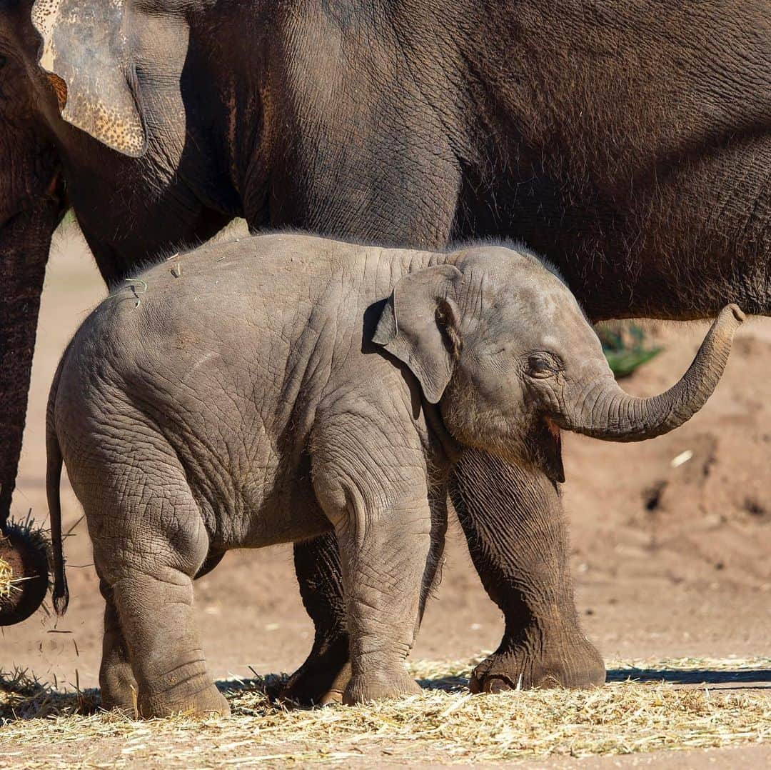 タロンガ動物園さんのインスタグラム写真 - (タロンガ動物園Instagram)「Our ever so beautiful Kanlaya turns one today! Check these images out from now and when she only three days old!  Kanlaya’s home is out at Taronga Western Plains Zoo​ga Western Plains Zoo, she spends her days out on exhibit playing with Sabai their older male calf, or attempting to steal whatever her mother Porntip is eating!  One year on and Kanlaya has continued to go from strength to strength with an estimated weight of 500kg. The interaction between Kanlaya and Sabai is very enriching for both of them and is important for their development.  She continues to be strong, confident and brings everyone out at Dubbo a lot of happiness!  Taronga’s Asian Elephant conservation breeding program is proudly supported by ANZ.  Images via: Rick Stevens」6月14日 10時01分 - tarongazoo