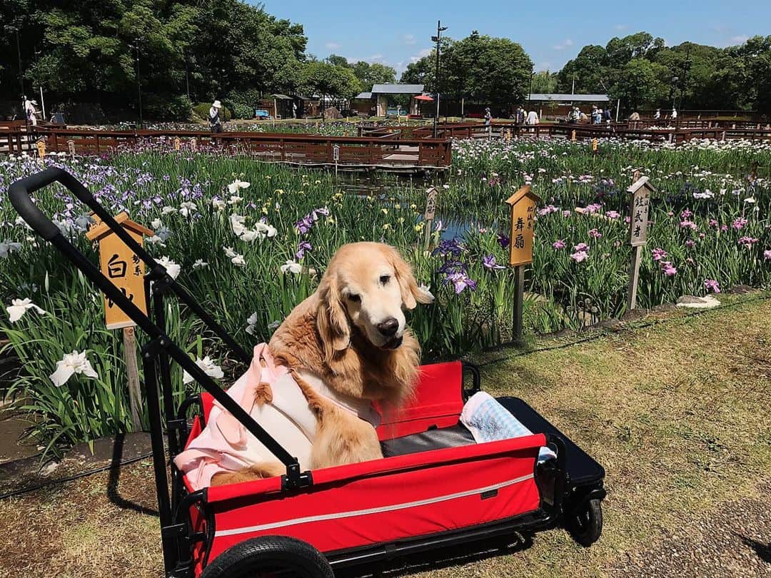 kei515yuさんのインスタグラム写真 - (kei515yuInstagram)「近くの公園の菖蒲園、紫陽花園が満開でした。 可愛い子さんたちにも会えましたよ（全部で5ワン居たのですが、撮りきれず😅ごめんなさい) しかし昨日は暑かったです。 #dogsofinstagram #ゴールデンレトリバー #ilovegolden_retrievers #retrieversgram #petscorner #insta_animal #dog_ofinstagram #insta_dogs #gloriousgoldens #retriever #goldenretriever #犬バカ部 #igdog #gryuuko #topdogphoto #repost_ezyjp #retrieveroftheday #dogscorner #weeklyfluff #thedailygolden #dog_features #excellent_dogs #pecoいぬ部」6月14日 1時47分 - kei515yu