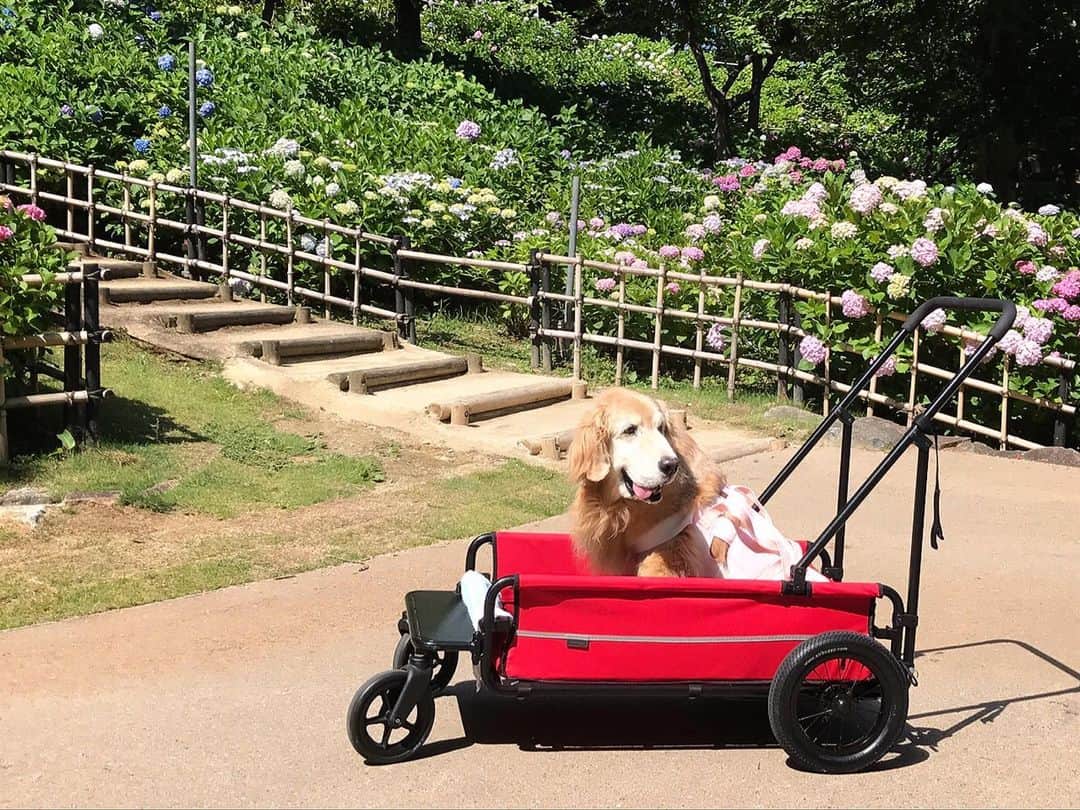 kei515yuさんのインスタグラム写真 - (kei515yuInstagram)「近くの公園の菖蒲園、紫陽花園が満開でした。 可愛い子さんたちにも会えましたよ（全部で5ワン居たのですが、撮りきれず😅ごめんなさい) しかし昨日は暑かったです。 #dogsofinstagram #ゴールデンレトリバー #ilovegolden_retrievers #retrieversgram #petscorner #insta_animal #dog_ofinstagram #insta_dogs #gloriousgoldens #retriever #goldenretriever #犬バカ部 #igdog #gryuuko #topdogphoto #repost_ezyjp #retrieveroftheday #dogscorner #weeklyfluff #thedailygolden #dog_features #excellent_dogs #pecoいぬ部」6月14日 1時47分 - kei515yu