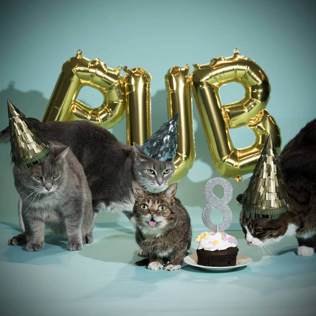 Lil BUBさんのインスタグラム写真 - (Lil BUBInstagram)「BUB is turning 8 next week, and she's celebrating in LA on Sunday, June 23rd with a huge fundraiser for Kitty Bungalow w/Kitten Lady, Jackson Galaxy and hopefully you. Meet all of us, wish BUB a happy bday in the fur, enjoy bday activities + a special presentation celebrating BUB's accomplishments. Tickets are almost sold out, so reserve yours at the link in BUB's bio - 100% of the proceeds from the event benefit homeless pets!  Thanks to @coreyhelfordgallery for hosting the big bash.」6月14日 1時47分 - iamlilbub