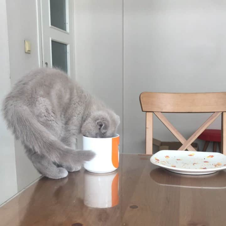 minik_catsのインスタグラム：「Loves drinking coffee with mug 🤷🏻‍♂️ 🎊🐱 #cutepetclub #vscoturkey #vscocam #vscocat #vsco #cat #cats #catsofinstagram #instacat #instadaily #instamood #instacool #instafollow #instapic #vscoturkey #vscolike #catstagram #catsagram #catsofworld #catslover #catoftheday #igers  #cute #pet #cutepetclub #catsoftheworld #gato_cats #catsloversworldworld #catsloversclub #thedailykitten #meowbox #catloversclub」