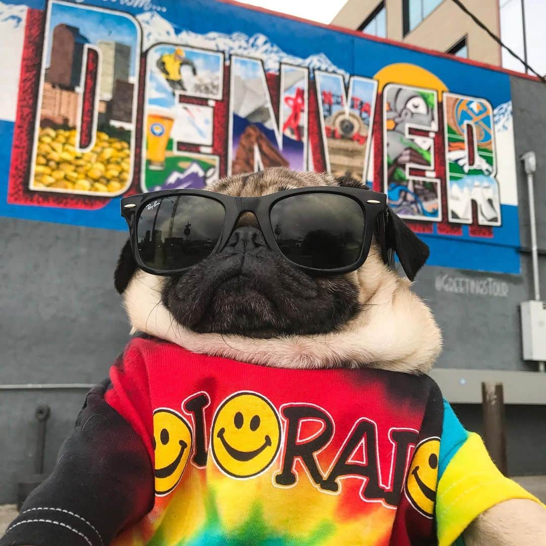 itsdougthepugさんのインスタグラム写真 - (itsdougthepugInstagram)「“Which city loves me the most?” -Doug • What major city in the US do u want me to come to for a meet and greet w/ @clairesstores? Comment below!! ✈️」6月14日 1時53分 - itsdougthepug