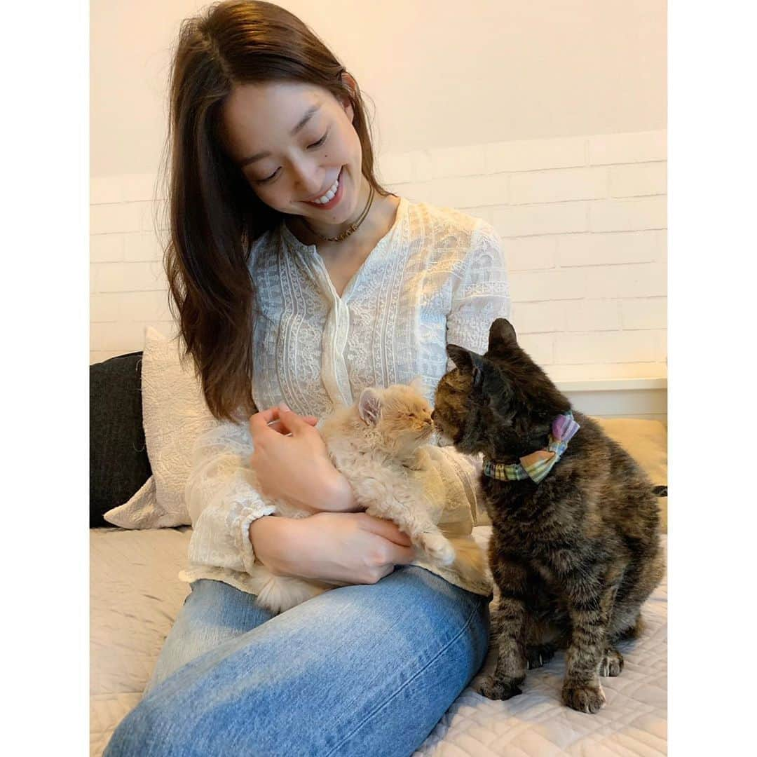 松島花さんのインスタグラム写真 - (松島花Instagram)「: 続きまして #ねこ部 🤗🐾 @teko1010 さんのところにいる にゃん達の紹介です🐈🐈🐈🐈🐈 : 1枚目:新入りのチーキーちゃん(仮名) ワクチンの接種が終わったら家族を募集するそうです♡ : 2枚目:2ヶ月半のチーキーちゃんと20歳のカエデちゃん♡ . : 3枚目:新入りのチーキーちゃんにみんな興味津々♡ : 4枚目:20歳のカエデちゃんはかなりヨタヨタしてましたが、 元気で安心しました♡ : 5枚目:下半身不随のレモンちゃんはtekoさんに抱っこ されるのが大好き♡ : 6枚目:めめちゃんは白血病を患っているけど、tekoさんの 愛情で一生懸命病気と戦っています‼︎ : 7枚目:神楽ちゃんは、私が初めてtekoさんと東京都動物 愛護センターに引き出しのお手伝いに行って連れて帰って きた子です。 : 8枚目:黒猫の甘えんぼくうちゃん♡ : 9枚目:みんなに好かれている、面倒見のいいジャスパー♡ : 10枚目:1番BIGなテコちゃん♡9㎏近くあるそうです‼︎ : 実はこの子たち以外にも、まだにゃん達がいます🐾 是非、@teko1010 さんのインスタをチェックしてねっ❣️ : #保護猫 #元保護猫 #元野良猫 #東京都動物愛護センター出身  #猫 #ねこ #ネコ #ねこ部 #子猫 #にゃんすたぐらむ #rescuecat  #catsofinstagram #catstagram  #instacat #cat」6月14日 2時04分 - hana_matsushima_official