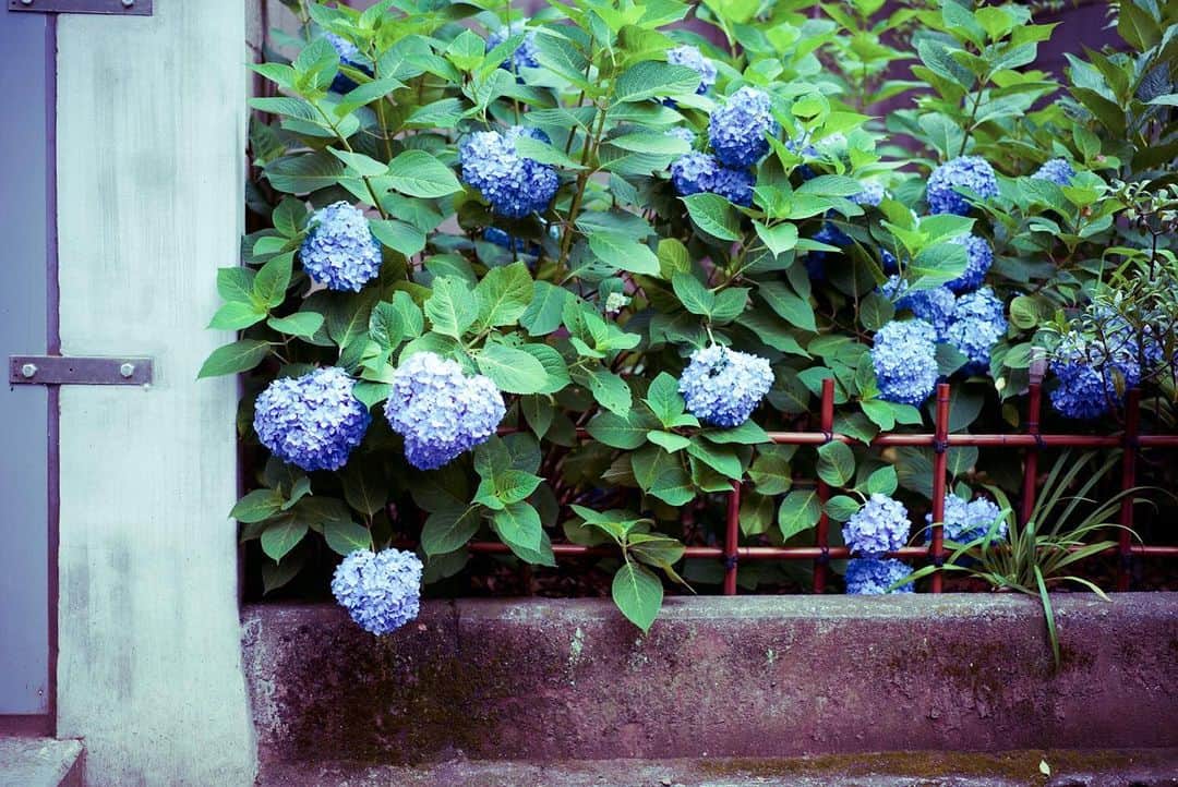 莎奈 さんのインスタグラム写真 - (莎奈 Instagram)「紫陽花。 好きな色がだんだんわかってきた。 ただそれが何色かわからない。」6月14日 2時29分 - sanasanana37