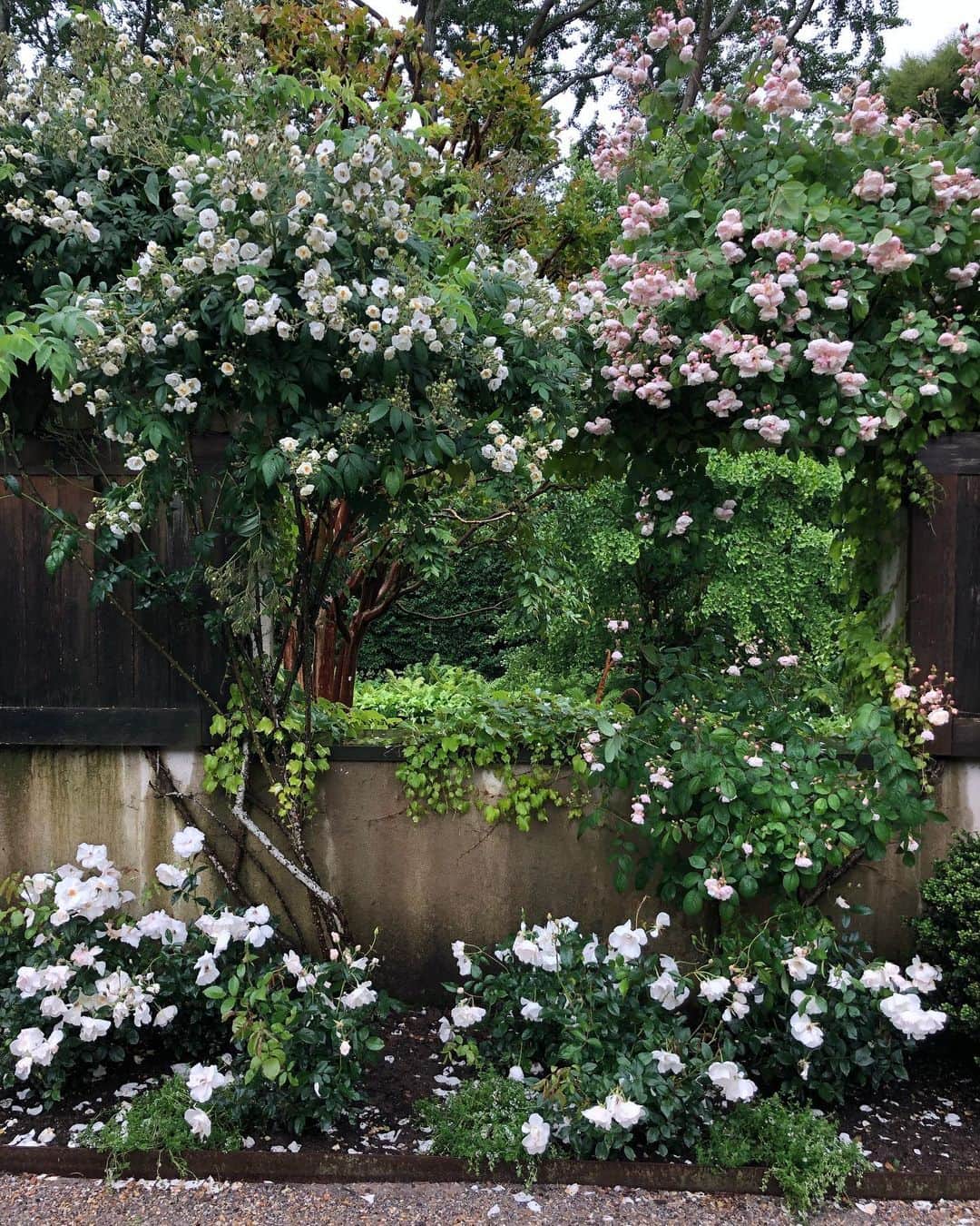 アイナ・ガーテンさんのインスタグラム写真 - (アイナ・ガーテンInstagram)「Roses in the walled garden are so happy in the rain!  #perfume」6月14日 3時40分 - inagarten