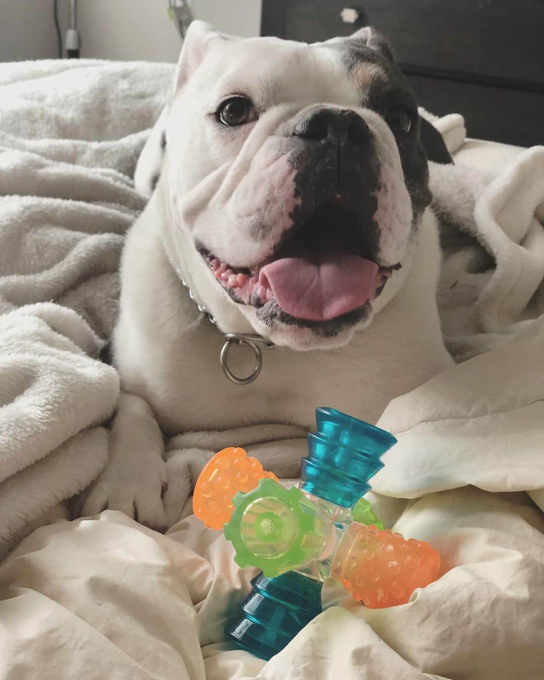 Bodhi & Butters & Bubbahさんのインスタグラム写真 - (Bodhi & Butters & BubbahInstagram)「The sweetest face 🐶 . . . . . #bulldog #bestoftheday #dogsofinstagram #bff #my #baby #love #puppy #life #dog #mom」6月14日 4時05分 - keonistuff