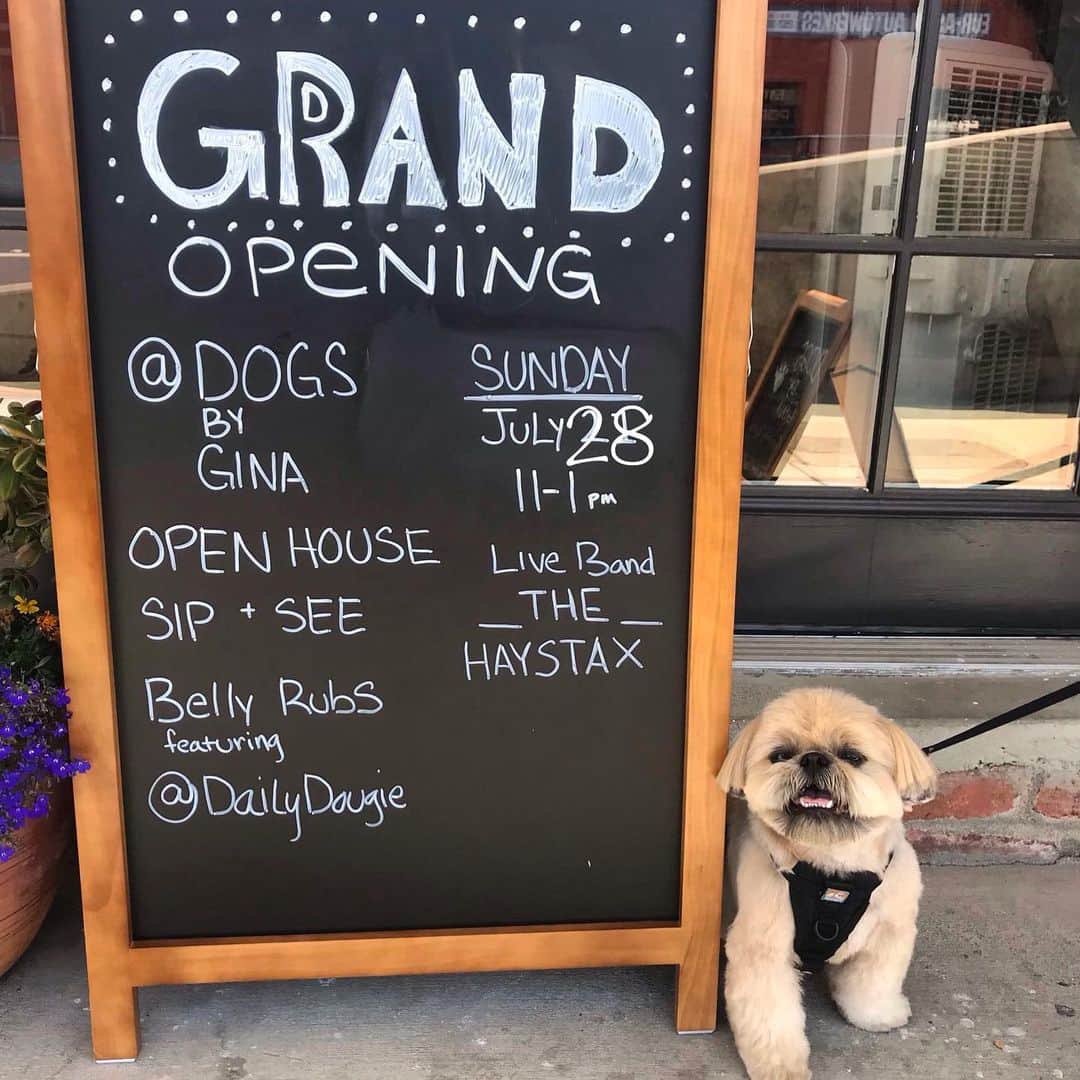 Dogs by Ginaのインスタグラム：「OPEN HOUSE JULY 28」