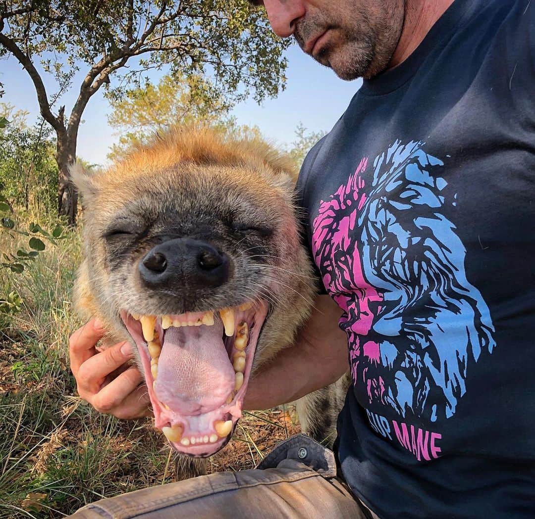Kevin Richardson LionWhisperer さんのインスタグラム写真 - (Kevin Richardson LionWhisperer Instagram)「Working with hyenas is no laughing matter. Hyenas live in clans with strict social structures. It’s a matriarchal society where the lowest ranking female usually ranks higher than the highest ranking male. In other words you really don’t want to be a low ranking male in a hyena clan. #lowerthantheshadowofsharkshit #matriarch #matriarchy #spottedhyena #hyena #supmane」6月14日 4時09分 - lionwhisperersa