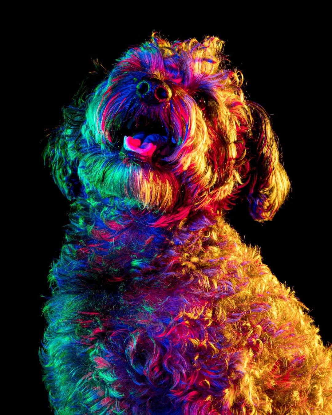 Paul Octaviousのインスタグラム：「This is Bruno 😬🐶 #lisafrank #rescue」