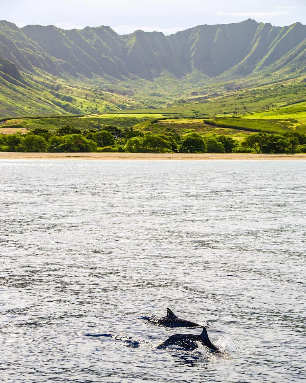 And Youさんのインスタグラム写真 - (And YouInstagram)「Land and sea.  Both majestic and beautiful in their own way. Together yet separate.  Apart but always connected. . . . . . . . . . . . . #hawaii #oahu #aloha #dolphins #dolphintours #oahuvacation #alohaspirit #hawaiistagram #hawaiiholiday」6月14日 4時36分 - dolphinsandyou