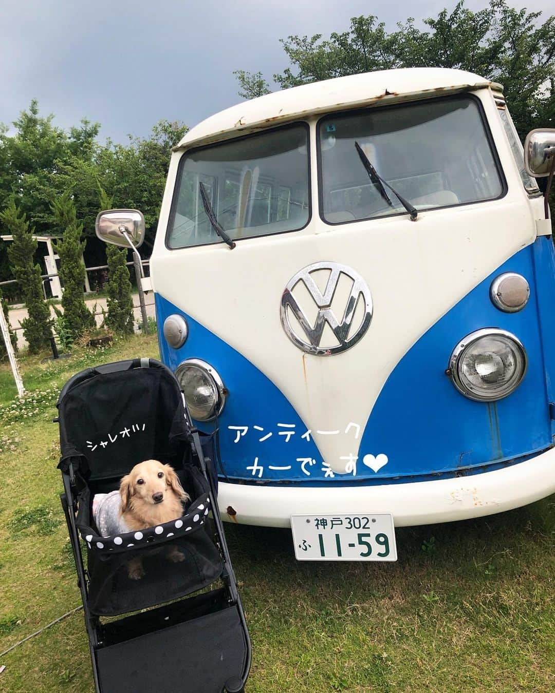 チズのグルメインスタ