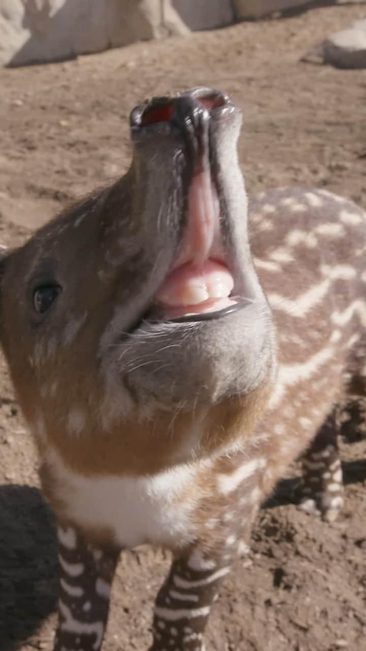 San Diego Zooのインスタグラム