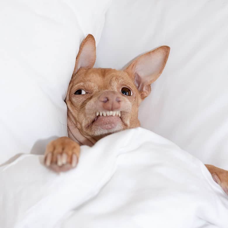 Tuna {breed:chiweenie} さんのインスタグラム写真 - (Tuna {breed:chiweenie} Instagram)「Last month, we went to NY for the 11th annual @shortyawards and we stayed at @innsidenewyork while we were in town for the weekend. Not sure if I mentioned this in a previous post, but he won the “best animal” category so we went out and celebrated! This was him the morning after the awards show. 😬 He just wanted to stay in the cosy bed but we had to get on a flight to London. For more on Tuna’s travels and @innsidenewyork, visit out @thetravelingtuna #tbt」6月14日 6時15分 - tunameltsmyheart