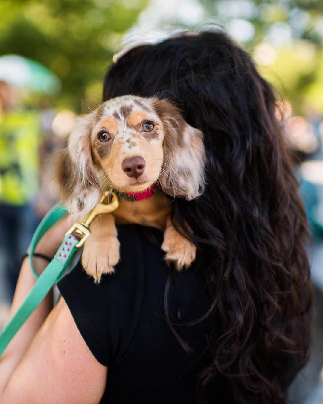 The Dogistさんのインスタグラム写真 - (The DogistInstagram)「Lola, Dachshund (3 m/o), Washington Square Park, New York, NY • “She’s really sassy and really cuddly.” @lolatheminidoxie」6月14日 6時36分 - thedogist