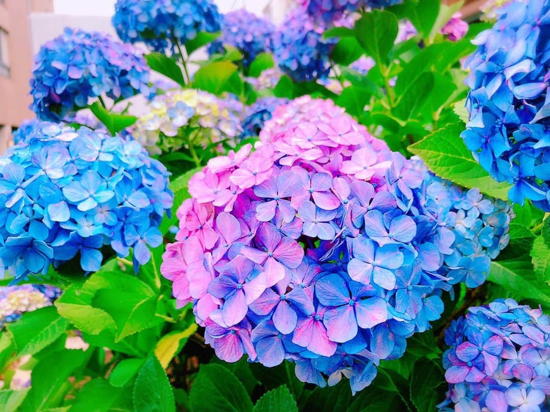 ナノさんのインスタグラム写真 - (ナノInstagram)「Breathtaken by nature’s color palette🎨  #hydrangea  #紫陽花  #flowers」6月14日 7時53分 - nanonano_me