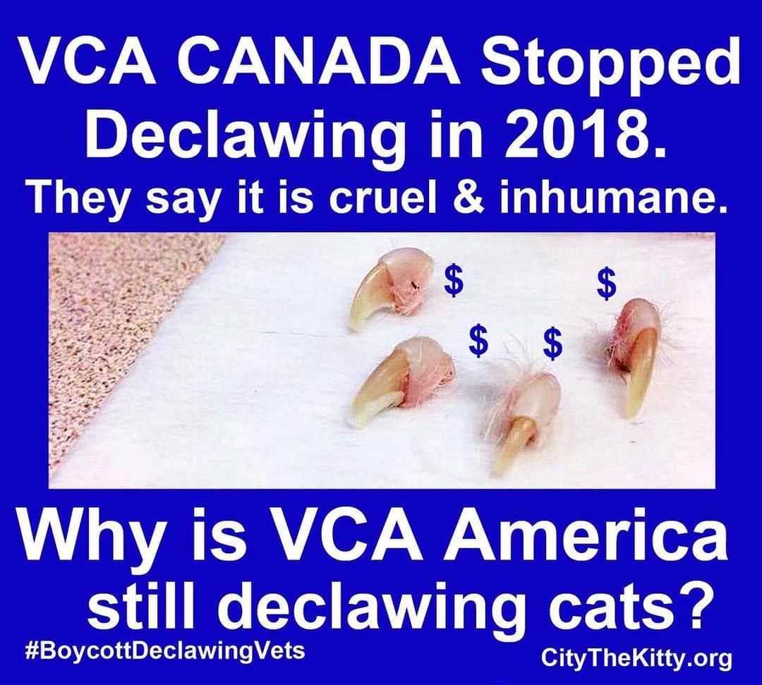 City the Kittyさんのインスタグラム写真 - (City the KittyInstagram)「Did you know that @vca_canada stopped declawing a year ago because they say it is inhumane and cruel? 👍🏻#knowbetterdobetter  What’s taking @vca U.S. so long to follow on the humane path that their colleagues in Canada took?  Could it be that many U.S. VCA animal hospitals declaw cats and their vets make good extra money performing this barbaric amputation procedure and don’t want to stop?? 😿 💴  Please take 60 seconds and sign my petition to VCA that’s on the link in my Instagram bio. 🙏🏻❤️🐾 #vcapets #vcaanimalhospital #vcahospitals #stopdeclawing #pawsneedclaws」6月14日 8時11分 - citythekitty
